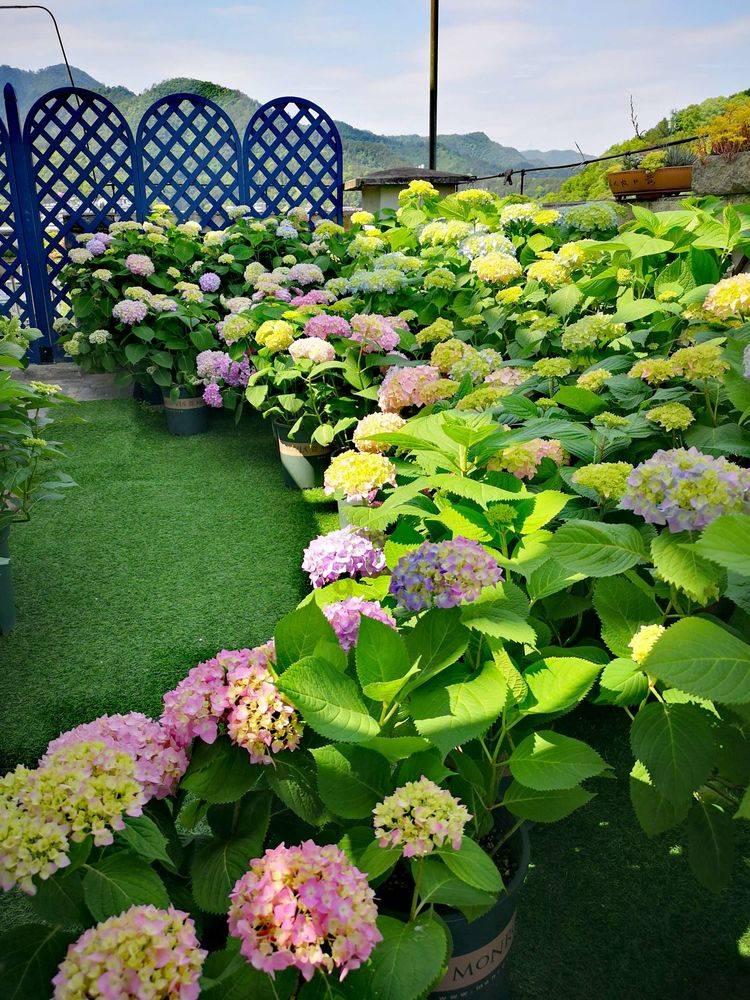 【二十四节气】今日大寒